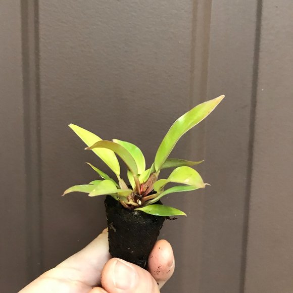 Philodendron "Prince of Orange" - Starter Plant